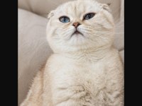 Uygun Puana Sahiplendirme Yapacağım Scottish Fold