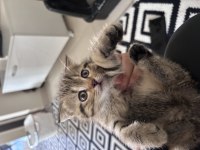 scottish fold dişi yavrum sahiplendirilecektir