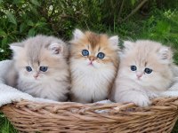 British Longhair Kaliteli Bebekler Denizli