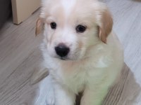 Dünyalar güzeli cocker yavrularımız