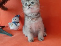 British shorthair evcilmen yavrumuz