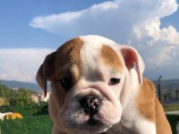 İNGİLİZ BULLDOG BEBEKLERİMİZ