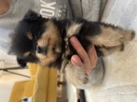 2 aylık yavrular sahiplendirmeye hazır pomeranian boo