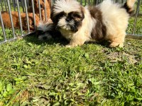 Süper kalite shih tzu yavruları