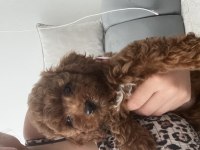 Dişi Toy Poodle