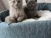 British Shorthair yavrular