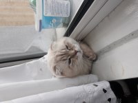 Şehir değişikliği nedeni ile scottish fold