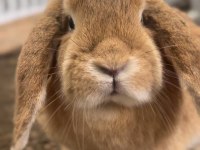 Damızlık 2 takım mini lop tavşan