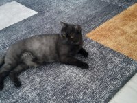 Mardin içi british shorthair