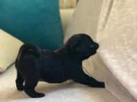 ÜST KALİTE PUG YAVRULARIMIZ