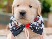 Golden Retriever Puppies