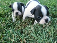 Orijinal Erkek French Bulldog Yavrular