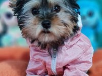 Şecereli Teacup Dişi Yorkshire Terrier Yavrumuz