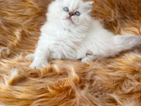 57 Günlük Dişi British Longhair