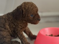Poodle bebeklerimiz