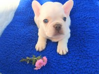 Egzotic French Bulldog Yavruları İzmir