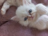 Ücretsiz Sahiplendirme Persian