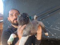 Panterler göz kamaştırıyor kangallar