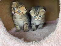 Safkan scottish fold doll face yavrularimiz