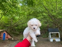 Poodle Kızımıza Aile ARIYORUZ