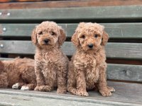 Dev Standart Poodle Yavrular