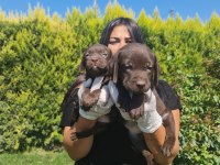 Mükemmel çikolata labrador yavrularım