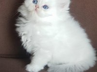 A KALİTE BRİTİSH LONGHAİR YAVRULAR
