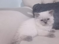 Kaliteli tatlı british shorthair yavrular
