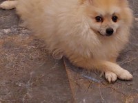 Pomeranian yavru