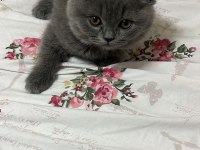 ORJİNAL BRİTİSH SHORTHAIR