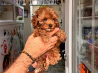 Muhteşem Maltipoo Yavrum
