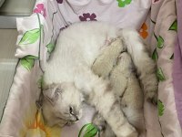 British shorthair yavru kedimiz