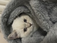 British Shorthair 4,5 aylık