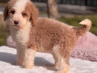 Mini Labradoodle Yavrular
