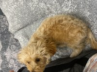 4 aylık erkek maltipoo