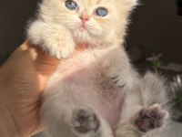 Nadir Renk Ay12 Blue Golden Özel Yavru Kedimiz