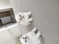 Beyaz mavi göz scottish fold