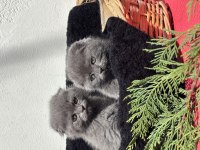 OYUNCU SCOTTİSH FOLD YAVRU KEDİLERİMİZ