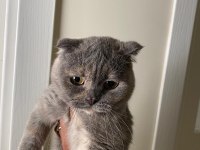 Scottish fold yeni yuvasını arıyor