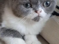 3.5 Aylık Erkek Anne İran Baba exotic shorthair çok uygun