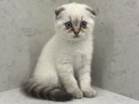 GÜZELLER GÜZELİ KEDİMİZ