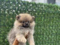Sevimli Surat Pomeranian Boo