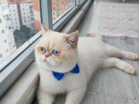 Son British Longhair Bebeklerim Ailesini Arıyor