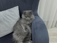 British longhair kedimiz Lunaya bir damat arıyoruz