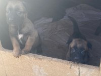 Maskeli Malinois Belçika Kurdu