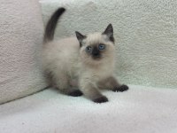 KOCA KAFA YAVRU KEDİLERİMİZ AA KALITE SAFKANDIR