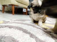 40 günlük pekinez burnu yok küçük ırk