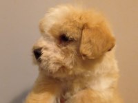 Dişi Maltipoo yavrumuz