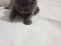 2 ayini doldurmuş yavrularımız scottish fold