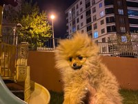 Pomeranian boo 4.5 aylık